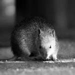 `` Rewilding de guérilla '' vise la conservation du bricolage, mais cela peut faire plus de mal que de bien