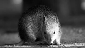 `` Rewilding de guérilla '' vise la conservation du bricolage, mais cela peut faire plus de mal que de bien