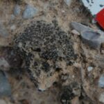 Un barrage de rayonnement n'a pas pu tuer cette forme de vie robuste