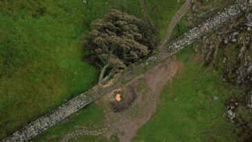 Mandatory Credit: Photo by ADAM VAUGHAN/EPA-EFE/Shutterstock (14138456b) An aerial photograph taken by drone shows the recently felled tree at Sycamore Gap in Northumberland, Britain, 05 October 2023. The famous tree at Sycamore Gap was cut down on the night of 27 September 2023, leading to the arrests of a 16-year-old boy and a 60-year-old man on suspicion of causing criminal damage. The tree appeared in Kevin Costner