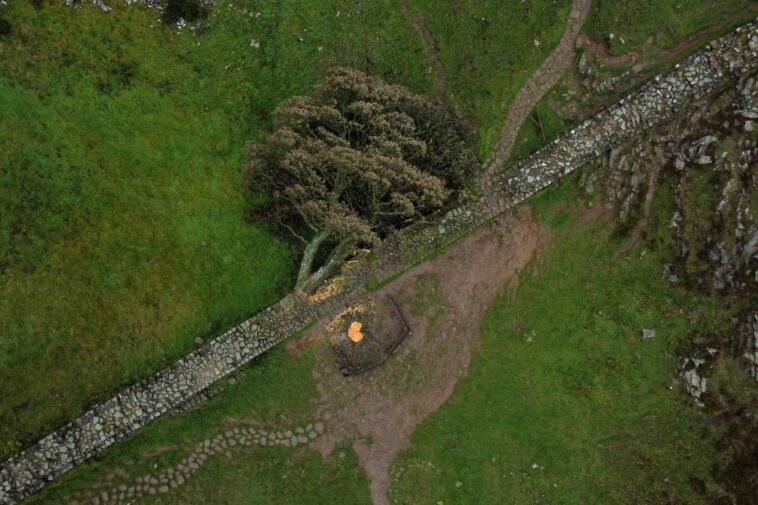 Mandatory Credit: Photo by ADAM VAUGHAN/EPA-EFE/Shutterstock (14138456b) An aerial photograph taken by drone shows the recently felled tree at Sycamore Gap in Northumberland, Britain, 05 October 2023. The famous tree at Sycamore Gap was cut down on the night of 27 September 2023, leading to the arrests of a 16-year-old boy and a 60-year-old man on suspicion of causing criminal damage. The tree appeared in Kevin Costner