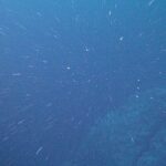 Une nouvelle étude révèle la physique surprenante de la «neige marine»