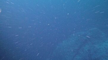 Une nouvelle étude révèle la physique surprenante de la «neige marine»