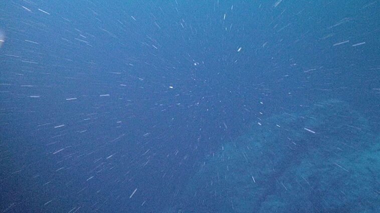 Une nouvelle étude révèle la physique surprenante de la «neige marine»