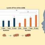 Une recette de succès: renforcer le goût de la viande cultivée avec des acides aminés