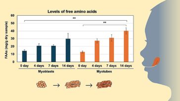 Une recette de succès: renforcer le goût de la viande cultivée avec des acides aminés