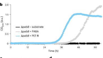 Upcycling Plastic en analgésiques: les microbes transforment les déchets quotidiens en acétaminophène