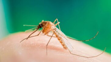 Virus du Nil occidental détecté pour les moustiques au Royaume-Uni pour la première fois