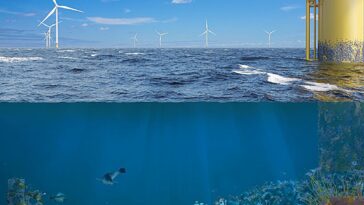 1% des investissements éoliens offshore pourraient restaurer des millions d'hectares de vie marine