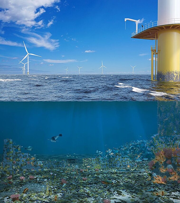 1% des investissements éoliens offshore pourraient restaurer des millions d'hectares de vie marine