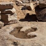 À quelle vitesse les dinosaures se sont-ils vraiment déroulés? Les oiseaux marchant dans la boue fournissent de nouveaux indices