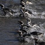 Certains pingouins économisent de l'énergie en conduisant les courants océaniques