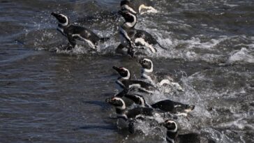 Certains pingouins économisent de l'énergie en conduisant les courants océaniques
