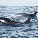 Certains tueurs-tueurs chassent par paires pour maximiser leur prime