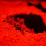 `` Chaque jour, je vois la terre disparaître '': la bataille du Suriname pour garder la mer à distance