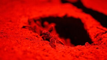 `` Chaque jour, je vois la terre disparaître '': la bataille du Suriname pour garder la mer à distance