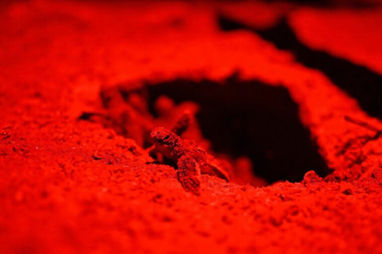 `` Chaque jour, je vois la terre disparaître '': la bataille du Suriname pour garder la mer à distance