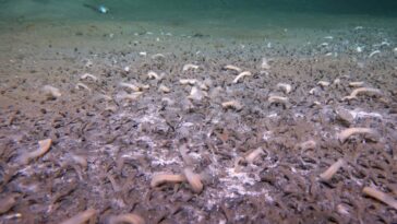 Marine tube worms in the deep-sea environment