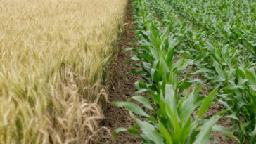 Comment les lanthanides stabilisent la chlorophylle pour stimuler la résilience des plantes au stress UV