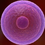 Comment les œufs humains restent frais pendant des décennies