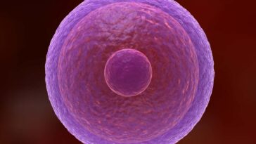 Comment les œufs humains restent frais pendant des décennies