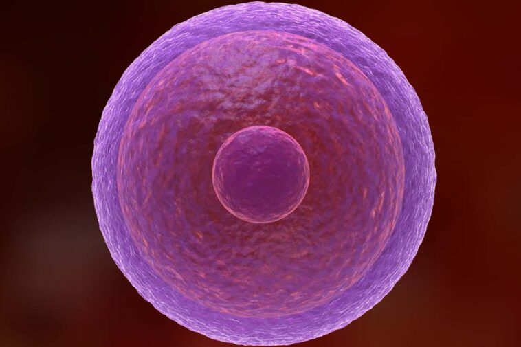 Comment les œufs humains restent frais pendant des décennies