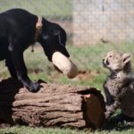 Cub de chiot et de guépard fait une paire de frères et sœurs peu probables