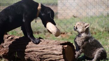 Cub de chiot et de guépard fait une paire de frères et sœurs peu probables