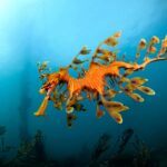 Des milliers de Seadragons meurent dans la floraison des algues toxiques d'Australie