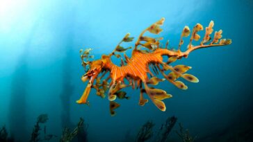 Des milliers de Seadragons meurent dans la floraison des algues toxiques d'Australie