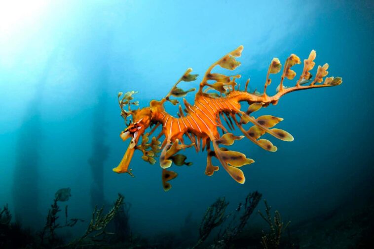 Des milliers de Seadragons meurent dans la floraison des algues toxiques d'Australie