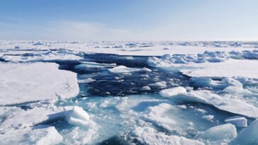 Frozen, mais pas scellé: l'océan Arctique est resté ouvert à la vie pendant les temps de glace, suggère l'étude