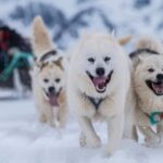 L'ADN du chien de traîneau du Groenland est une fenêtre sur le passé archéologique de l'Arctique