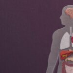 L'âge de l'organe, pas seulement votre anniversaire, peut déterminer vos risques pour la santé