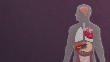 L'âge de l'organe, pas seulement votre anniversaire, peut déterminer vos risques pour la santé