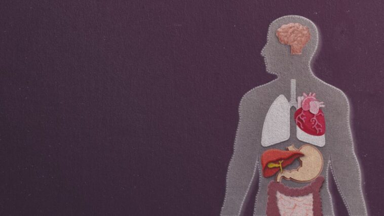 L'âge de l'organe, pas seulement votre anniversaire, peut déterminer vos risques pour la santé