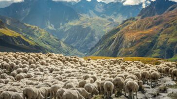 2K6ERBY Flock of sheeps moving down the valley, French Alps, border with Switzerland