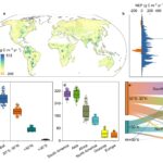 L'ensemble de données dynamique révèle le rôle des zones humides dans le changement de puits de carbone terrestre