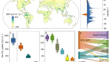 L'ensemble de données dynamique révèle le rôle des zones humides dans le changement de puits de carbone terrestre