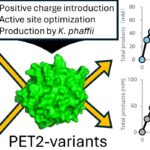 L'enzyme d'ingénierie recycle efficacement les bouteilles d'animaux et les fibres mélangées à des températures modérées