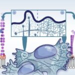 L'étude révèle que le cytosquelette cellulaire imite les phénomènes critiques observés dans les tremblements de terre et les métaux