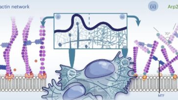 L'étude révèle que le cytosquelette cellulaire imite les phénomènes critiques observés dans les tremblements de terre et les métaux