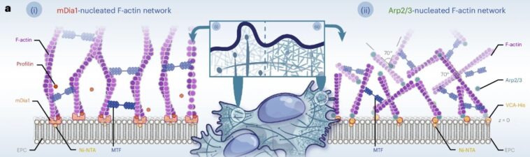 L'étude révèle que le cytosquelette cellulaire imite les phénomènes critiques observés dans les tremblements de terre et les métaux L'étude révèle que le cytosquelette cellulaire imite les phénomènes critiques observés dans les tremblements de terre et les métaux