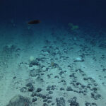 Une photographie de nodules polymétalliques, une cible pour l'exploitation d'extraction en mer profonde, parsemée sur le fond marin.