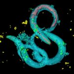 L'exposition au microplastique fait que les animaux veulent le manger plus