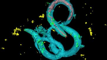 L'exposition au microplastique fait que les animaux veulent le manger plus