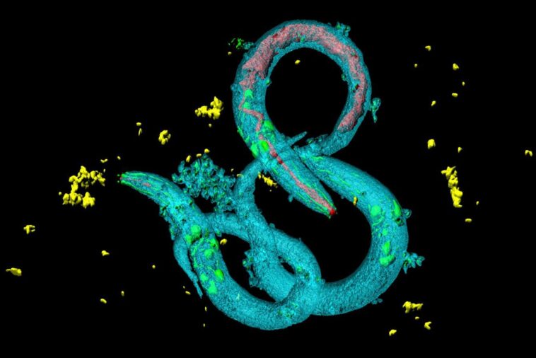 L'exposition au microplastique fait que les animaux veulent le manger plus