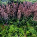 L'extinction de masse ancienne montre comment la Terre s'est transformée en super-greenhouse L'extinction de masse ancienne montre comment la Terre s'est transformée en super-greenhouse