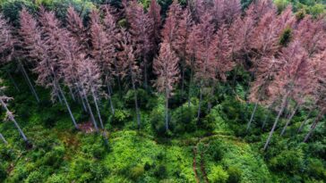 L'extinction de masse ancienne montre comment la Terre s'est transformée en super-greenhouse