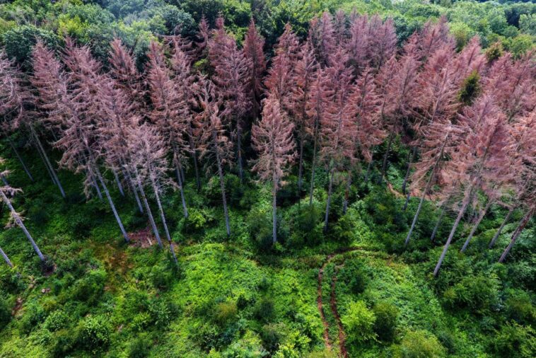 L'extinction de masse ancienne montre comment la Terre s'est transformée en super-greenhouse